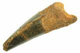 Juvenile Fossil Spinosaurus Tooth - Real Dinosaur Tooth #296854-1
